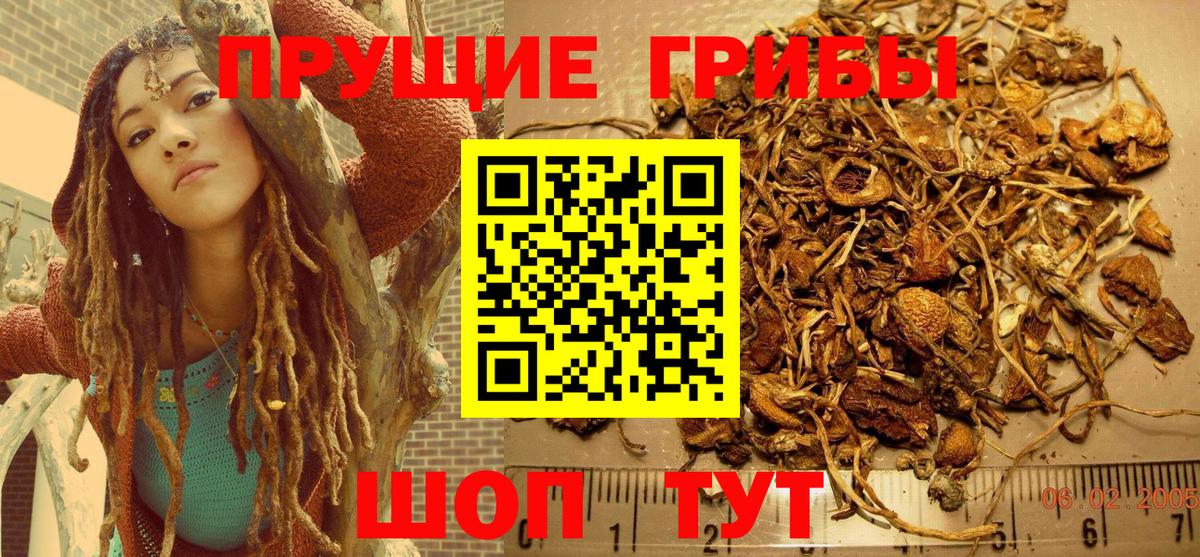 Псилоцибиновые грибы Psilocybine cubensis Назарово